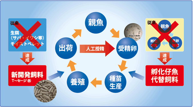 完全養殖本マグロ 喜鮪 きつな 金ラベル の出荷開始 ニュース ニッスイ