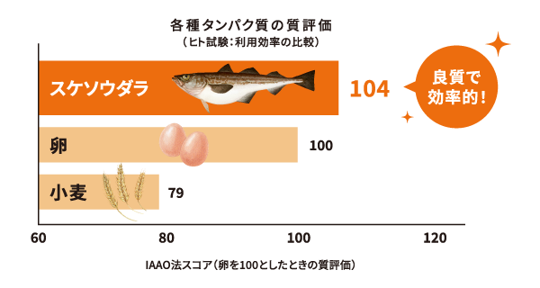 各種タンパク質の質評価（ヒト試験：利用効率の比較）スケソウダラ：104 良質で効率的！ 卵：100 小麦：79 IAAO法スコア（卵を100としたときの質評価）