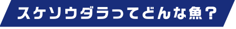 スケソウダラってどんな魚？