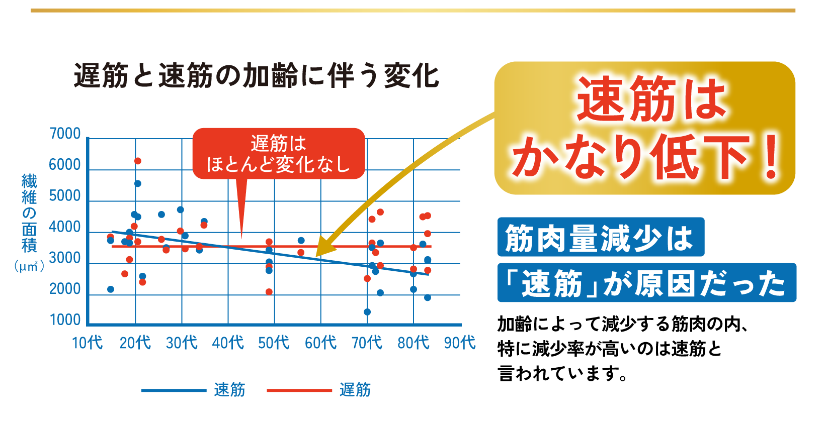 遅筋と速筋の加齢に伴う変化】 速筋はかなり低下！ 筋肉量減少は「速筋」が原因だった 加齢によって減少する筋肉の内、特に減少率が高いのは速筋と言われています。