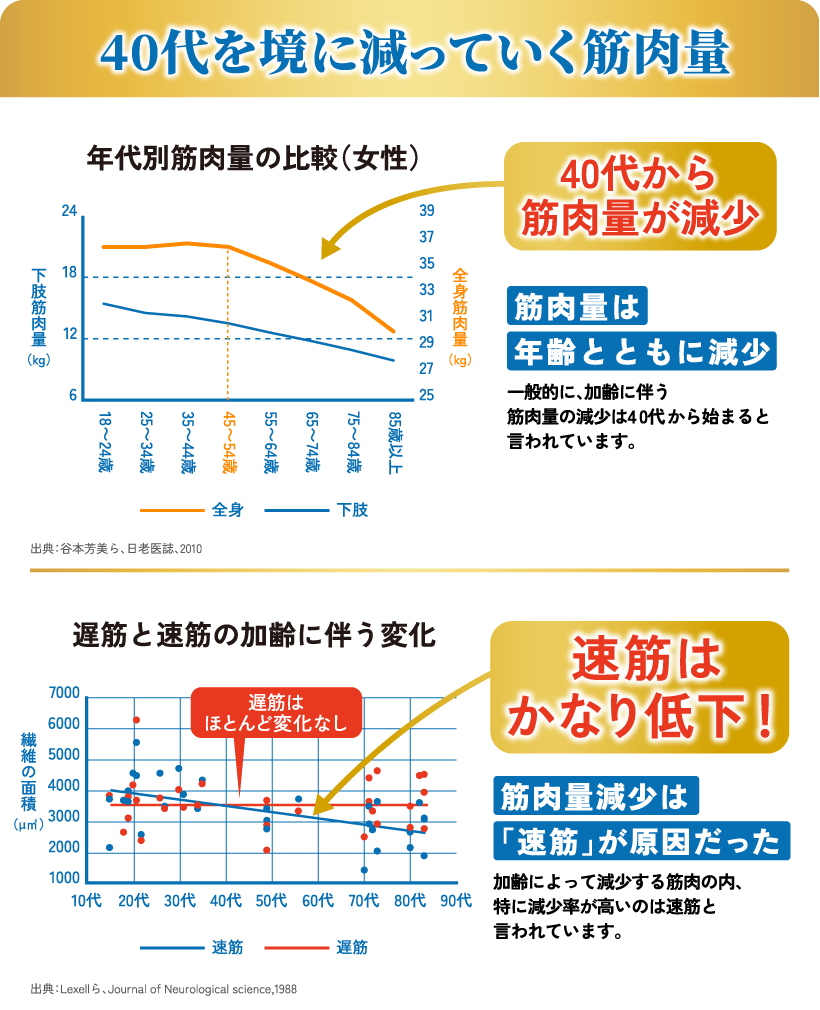 【40代を境に減っていく筋肉量】 年代別筋肉量の比較（女性） 40代から筋肉量が減少 筋肉量は年齢とともに減少 一般的に、加齢に伴う筋肉量の減少は40代から始まると言われています。  出典：谷本芳美ら、日老医誌、2010 【遅筋と速筋の加齢に伴う変化】 速筋はかなり低下！ 筋肉量減少は「速筋」が原因だった 加齢によって減少する筋肉の内、特に減少率が高いのは速筋と言われています。 出典：Lexellら、Journal of Neurological science,1988