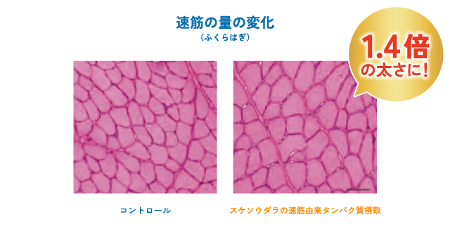 速筋の量の変化（ふくらはぎ） コントロール スケソウダラの速筋由来タンパク質摂取 1.4倍の太さに！