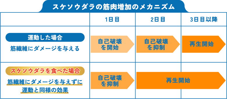 【スケソウダラの筋肉増加のメカニズム】運動した場合 筋繊維にダメージを与える 1日目：自己破壊を開始 2日目：自己破壊を抑制 3日目以降：再生開始 スケソウダラを食べた場合 筋繊維にダメージを与えずに運動と同様の効果 1日目：自己破壊を抑制 2日目・3日目以降：再生開始