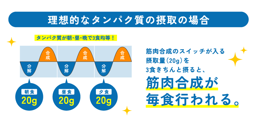 【理想的なタンパク質の摂取の場合】タンパク質が朝・昼・晩で3食均等！ 筋肉合成のスイッチが入る摂取量（20g）を3食きちんと摂ると、筋肉合成が毎食行われる。