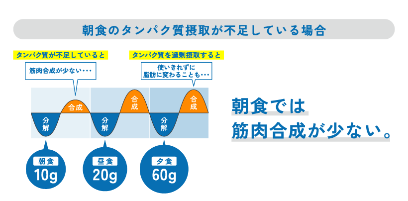 【朝食のタンパク質摂取が不足している場合】タンパク質が不足していると：筋肉合成が少ない・・・ タンパク質を過剰摂取すると：使いきれずに脂肪に変わることも・・・ 朝食では筋肉合成が少ない。