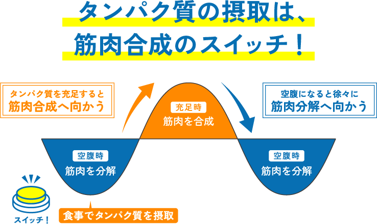 タンパク質の摂取は、筋肉合成のスイッチ！タンパク質を充足すると筋肉合成へ向かう 空腹時：筋肉を分解 スイッチ！ 食事でタンパク質を摂取 充足時：筋肉を合成 空腹になると徐々に筋肉分解へ向かう 空腹時：筋肉を分解