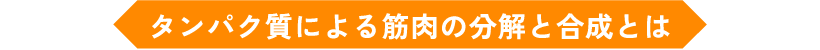 タンパク質による筋肉の分解と合成とは